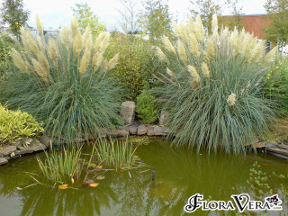 Pond rock wall plants background - a pond free wallpaper