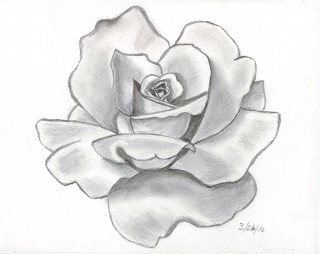 Rose black outline drawing white - a charcoal drawing free wallpaper