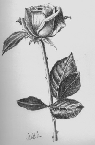 Rose drawing leaves stem bud - a pencil sketch free wallpaper