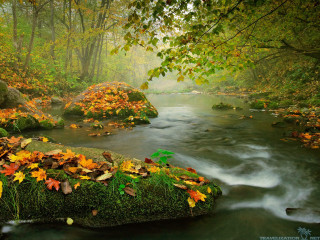 Autumn forest stream leaves rocks 2 - the forest free wallpaper
