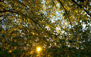 Sunlight through leaves tree forest - the leaf free wallpaper