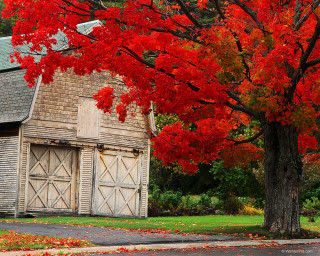 Tree red leaves barn red - a red umbrella free wallpaper