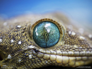 Lizard eye closeup blue background 3 - arie smit free wallpaper