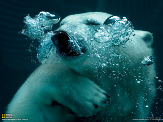 Polar bear underwater moonlight aurora - polar free wallpaper