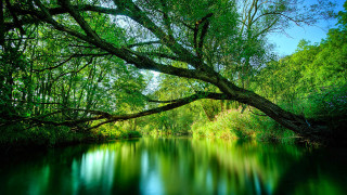 River tree blue sky background 3 - river free wallpaper for desktop