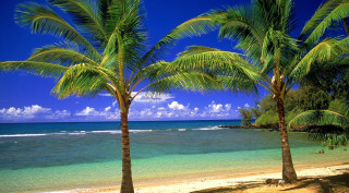 Beach palm trees blue sky 21 - a blue ocean free wallpaper
