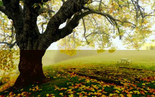 Bench under tree park leaves - a foggy sky in the background free wallpaper