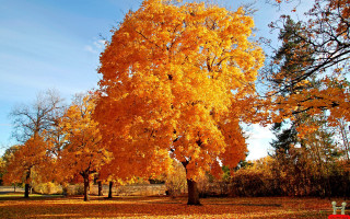 Tree yellow leaves bench park - a bench in the foreground free wallpaper