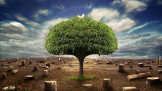 Tree bird graves field cloudy - photorealistic imagery free wallpaper