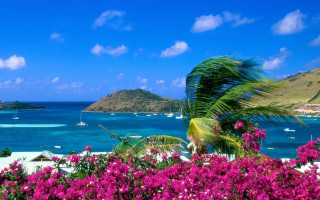 Tropical island palm tree flowers - a blue ocean in the background free wallpaper