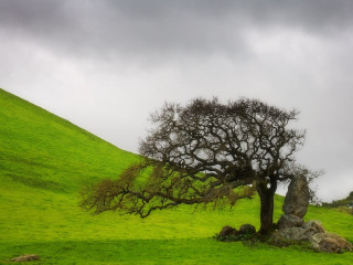 Tree hill rock cloudy sky - a rock in the foreground free wallpaper