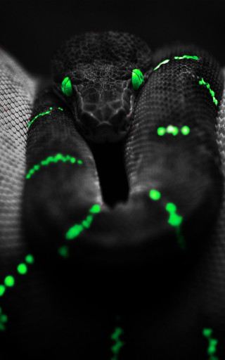 Snake green lights head neck - free light wallpaper
