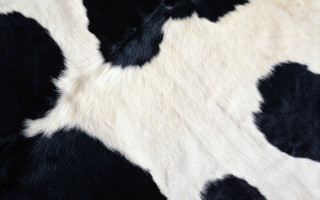 Cow print pattern black white 2 - fine texture free wallpaper