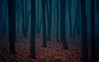 Dark forest foggy sky bare - a dark forest free wallpaper