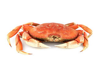 Red crab white background image - a crab free wallpaper