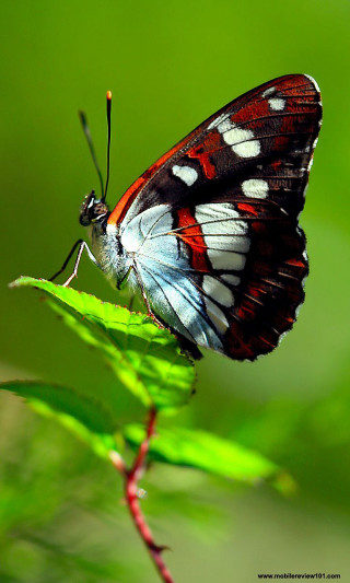 Butterfly green leaf macro blurry - free nature wallpaper for mobile