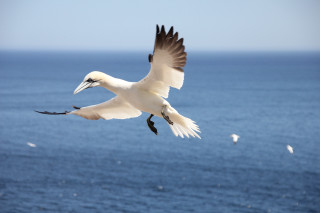 White bird flying ocean flock - a flock of birds free wallpaper