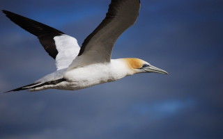 Bird long beak flying wings - head free wallpaper