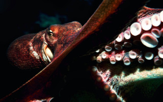 Octopus looking dark mouth open - octopus free wallpaper