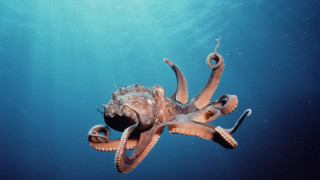 Octopus swimming ocean head above - octopus free wallpaper