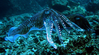 Two squids ocean biting tongue - the ocean together free wallpaper