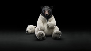 Black white bear teddy bear - a white teddy bear free wallpaper