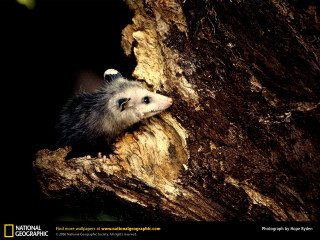 Small animal peeking tree trunk - a small animal free wallpaper