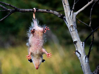 Small animal hanging tree open - foot free wallpaper for desktop