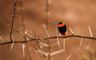 Small bird perched branch needle - needle free wallpaper