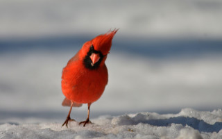Red bird black beak snow - a black beak free wallpaper