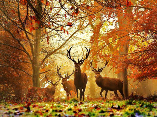 Deer forest fall leaves orange - fall free wallpaper