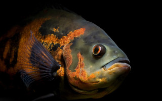 Fish yellow stripe black background - a yellow stripe free wallpaper