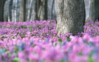 Purple flowers field tree woods - florence engelbach free wallpaper