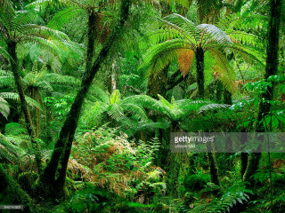 Lush green forest trees plants 3 - a lush green forest free wallpaper for desktop