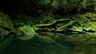 Water mossy rocks trees background - fallen free wallpaper