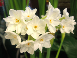 White flowers vase tabletop green - a table top free wallpaper for desktop