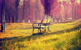 Park bench grass trees cemetery 3 - a park bench free wallpaper