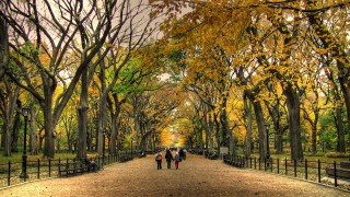 People walking tree lined road - a fence and trees free wallpaper