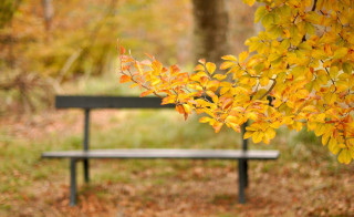 Bench park tree background leaves - plein air free wallpaper