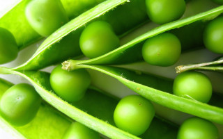Close up pea pod green - cornelia parker free wallpaper