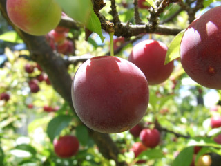 Apple tree harvest fall christmas - a close up of a tree free wallpaper
