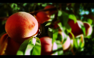Peach hanging tree leaves blurry - the branch of the tree free wallpaper
