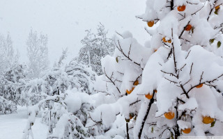 Snowy treeboarder forest moon halloween - a snow free wallpaper for desktop