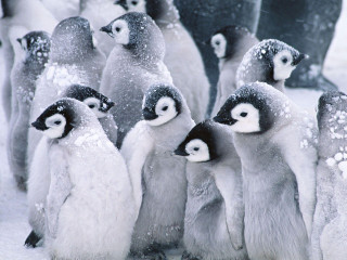 Penguins standing snow together group - alfred eisenstaedt free wallpaper