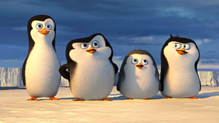 Penguins standing snow covered ground - a group of penguins free wallpaper