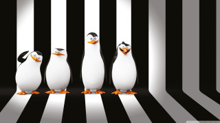 Penguins striped room black white - wall behind them free wallpaper