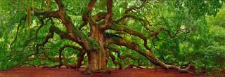 Large tree forest red dirt - a large tree free wallpaper