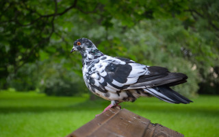 Bird wooden post park trees - the background and grass free wallpaper
