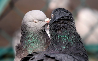 Two birds kissing caged area - caged free wallpaper