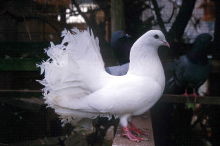 White bird feathers ledge caged - other bird free wallpaper